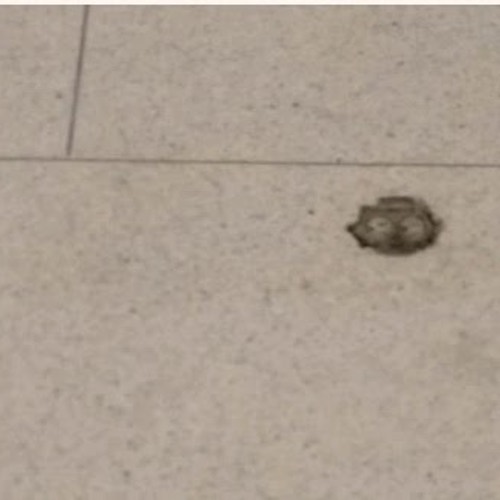 Terrazzo after service